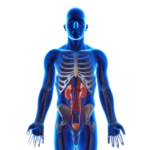 genitourinary cancers